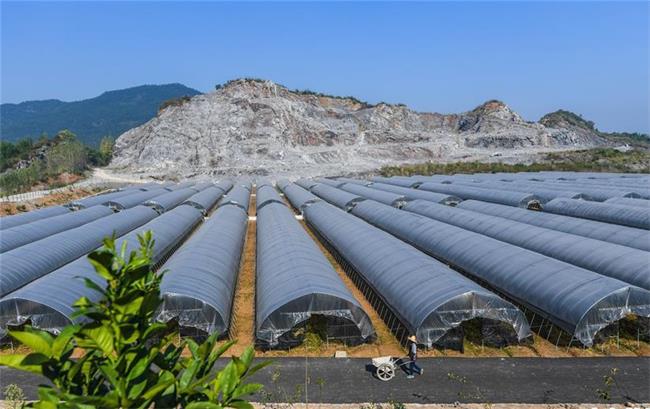 富陽(yáng)區淥渚鎮大棚種植基地